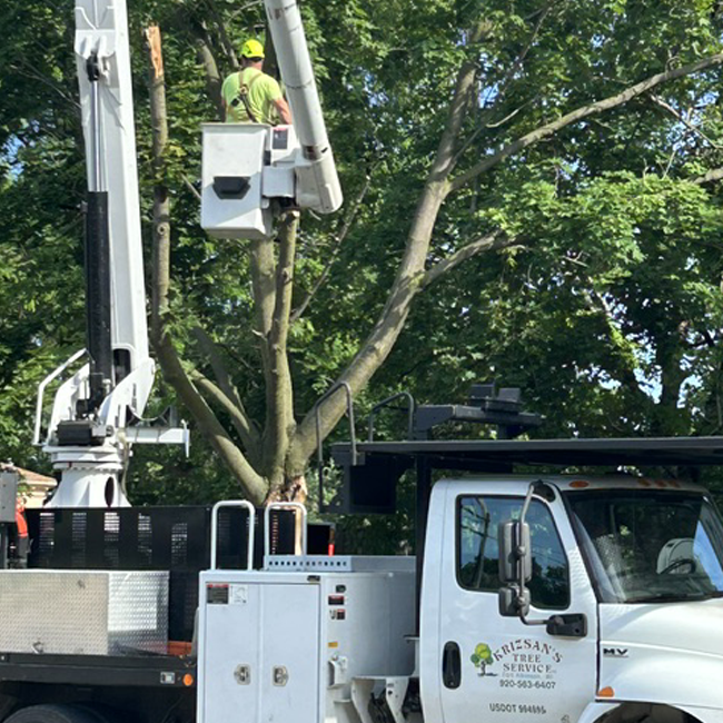 Tree worker trimming tree branches